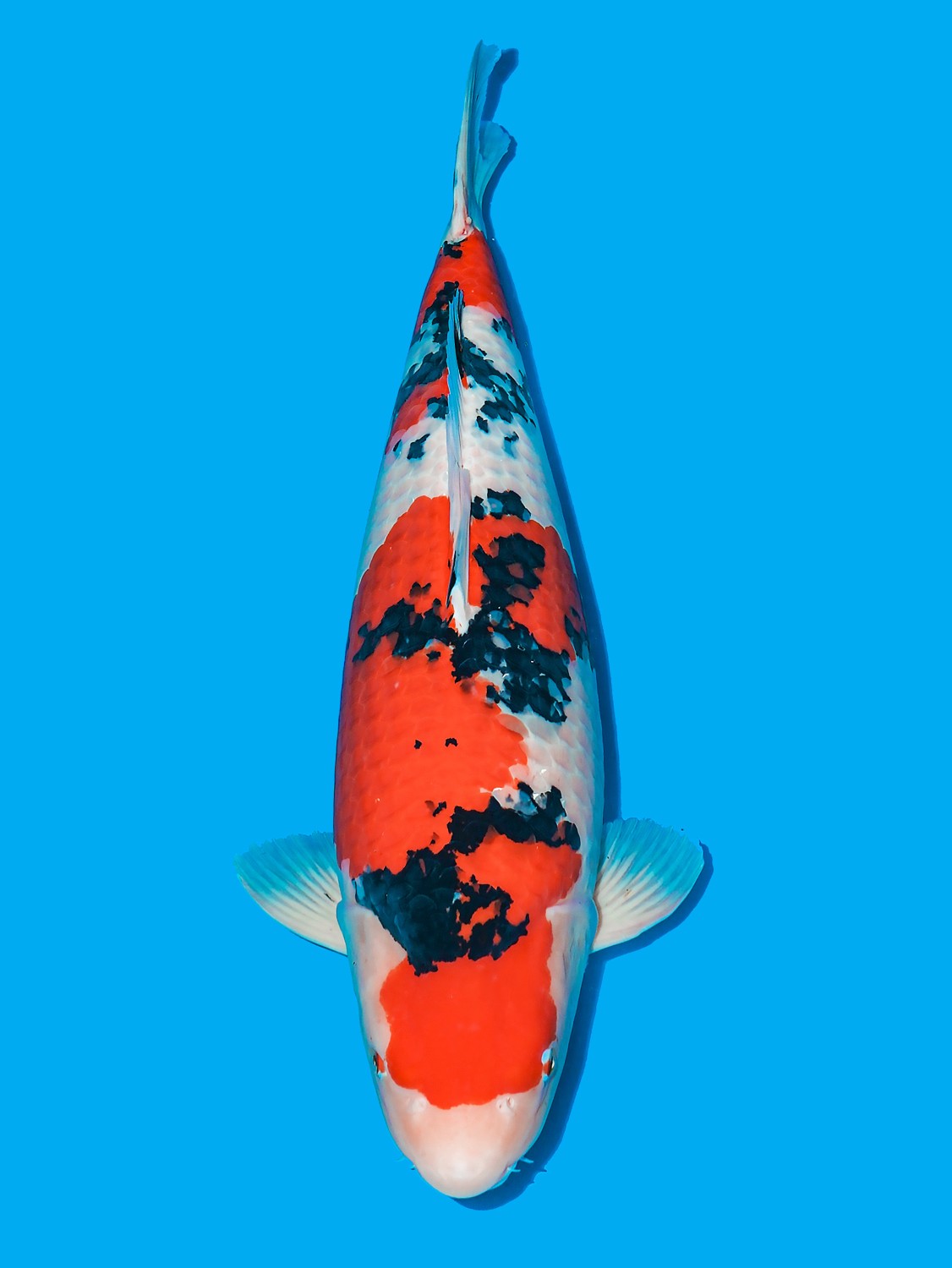 Best In Size A 61 - 65 cm