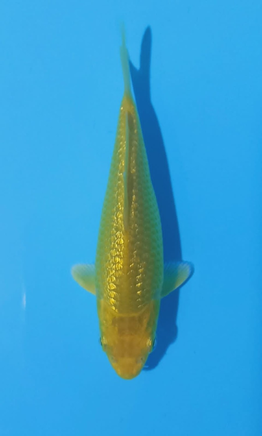 Juara 1