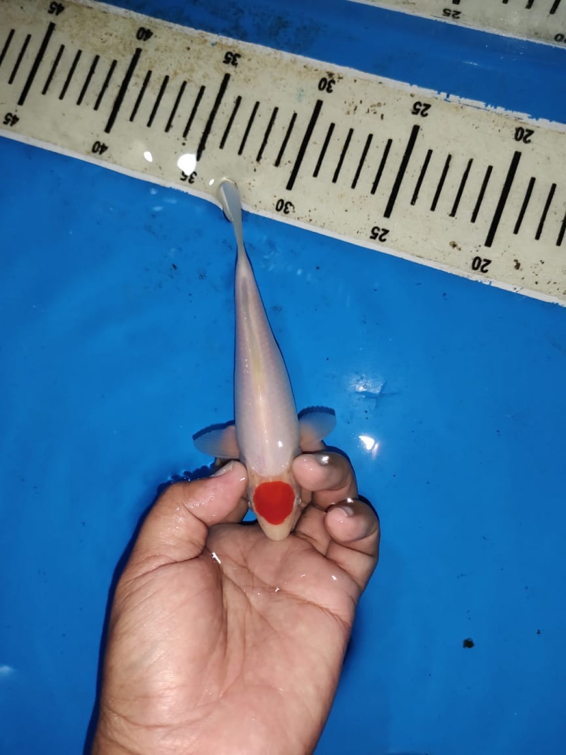 Juara 2