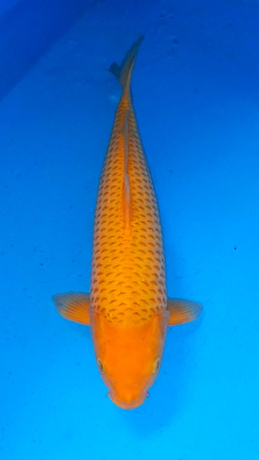 Juara 2