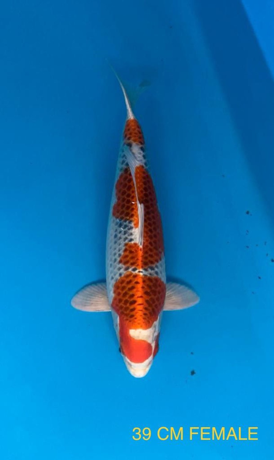 Juara 1