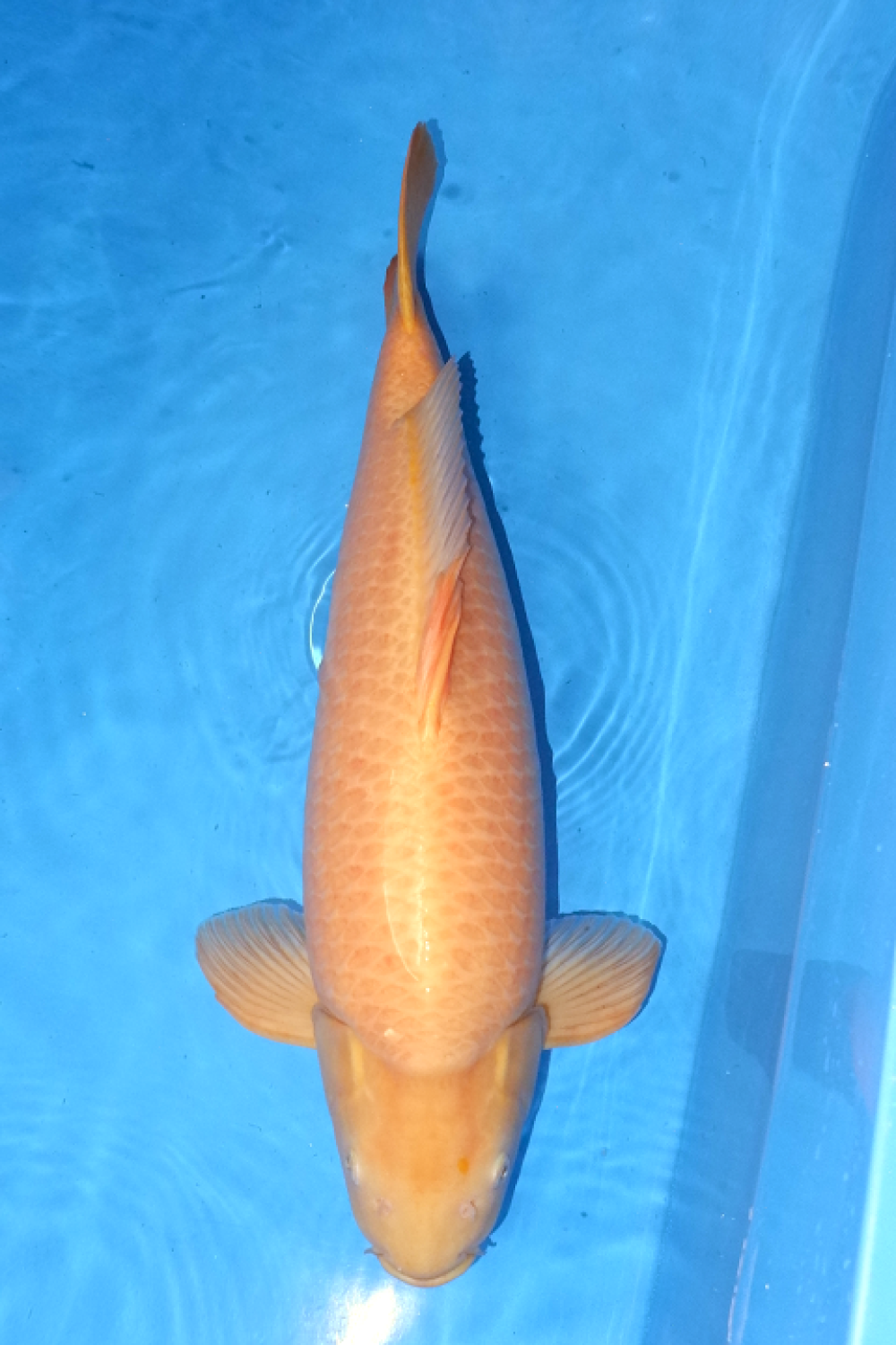 Juara 2