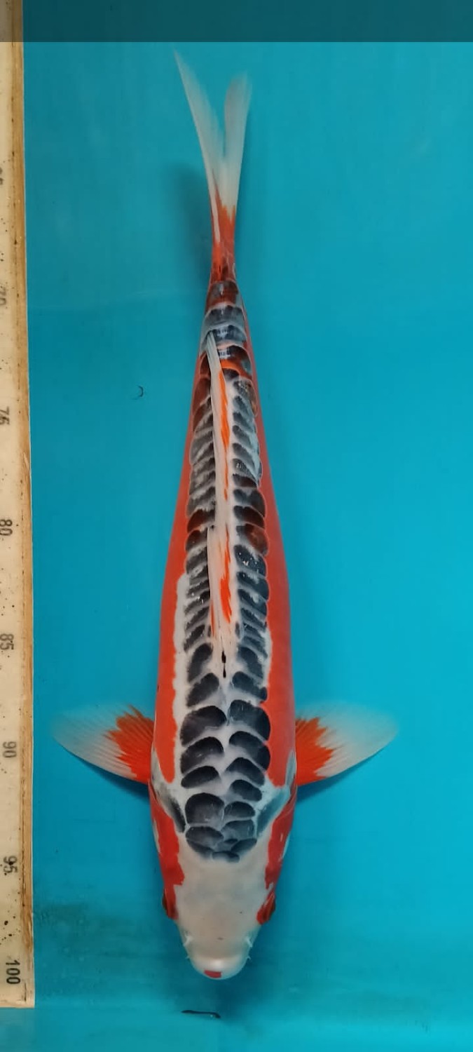 Juara 5