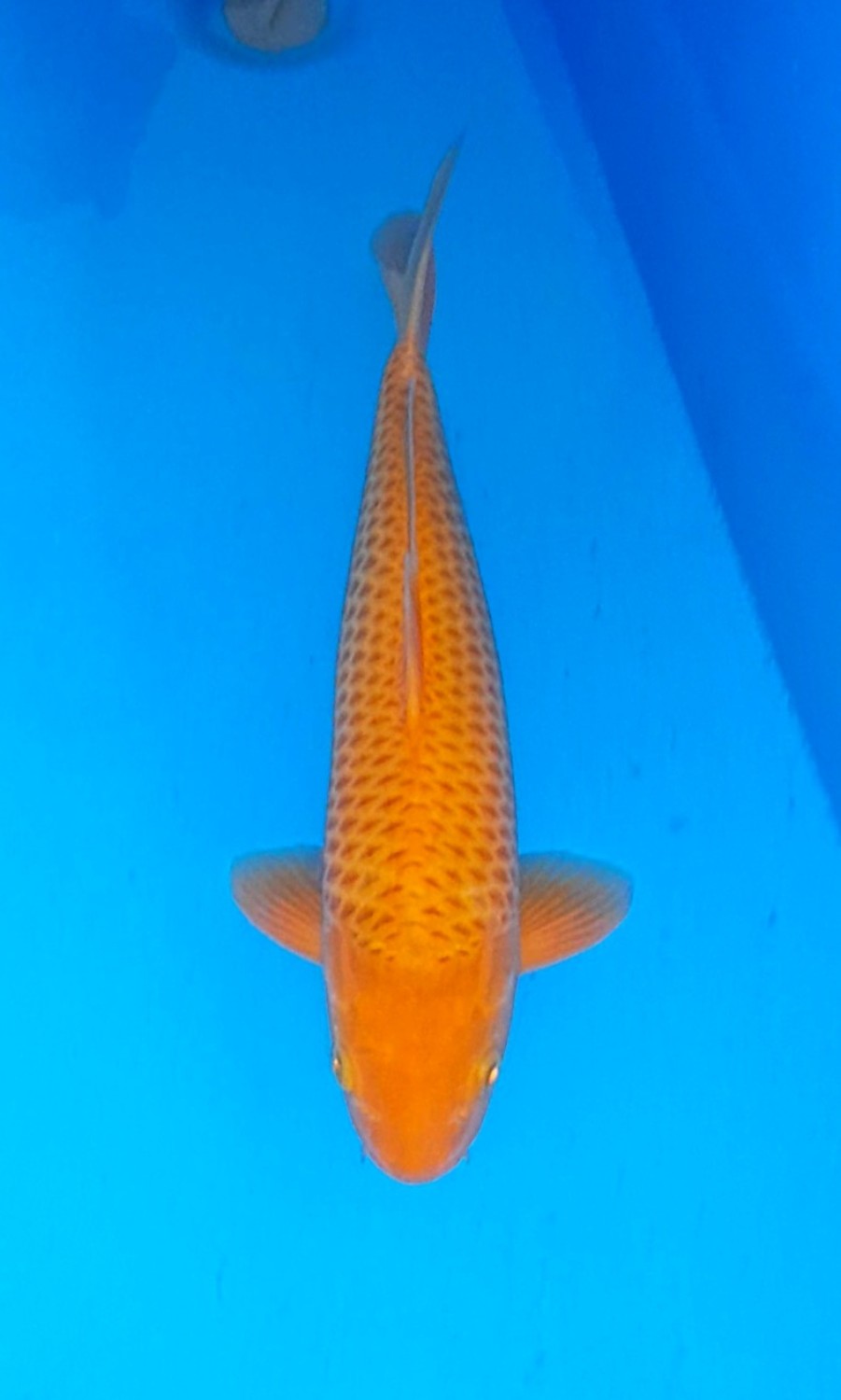 Juara 5