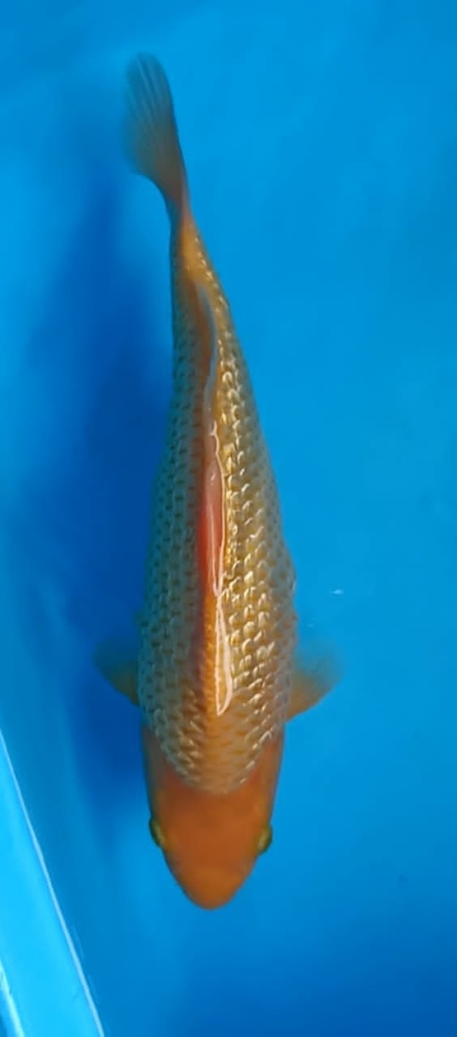 Best In Size E 21 - 25 cm