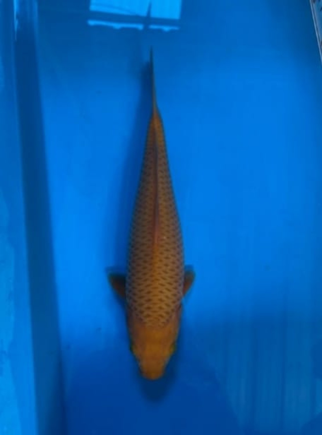 Best In Size E 26 - 30 cm