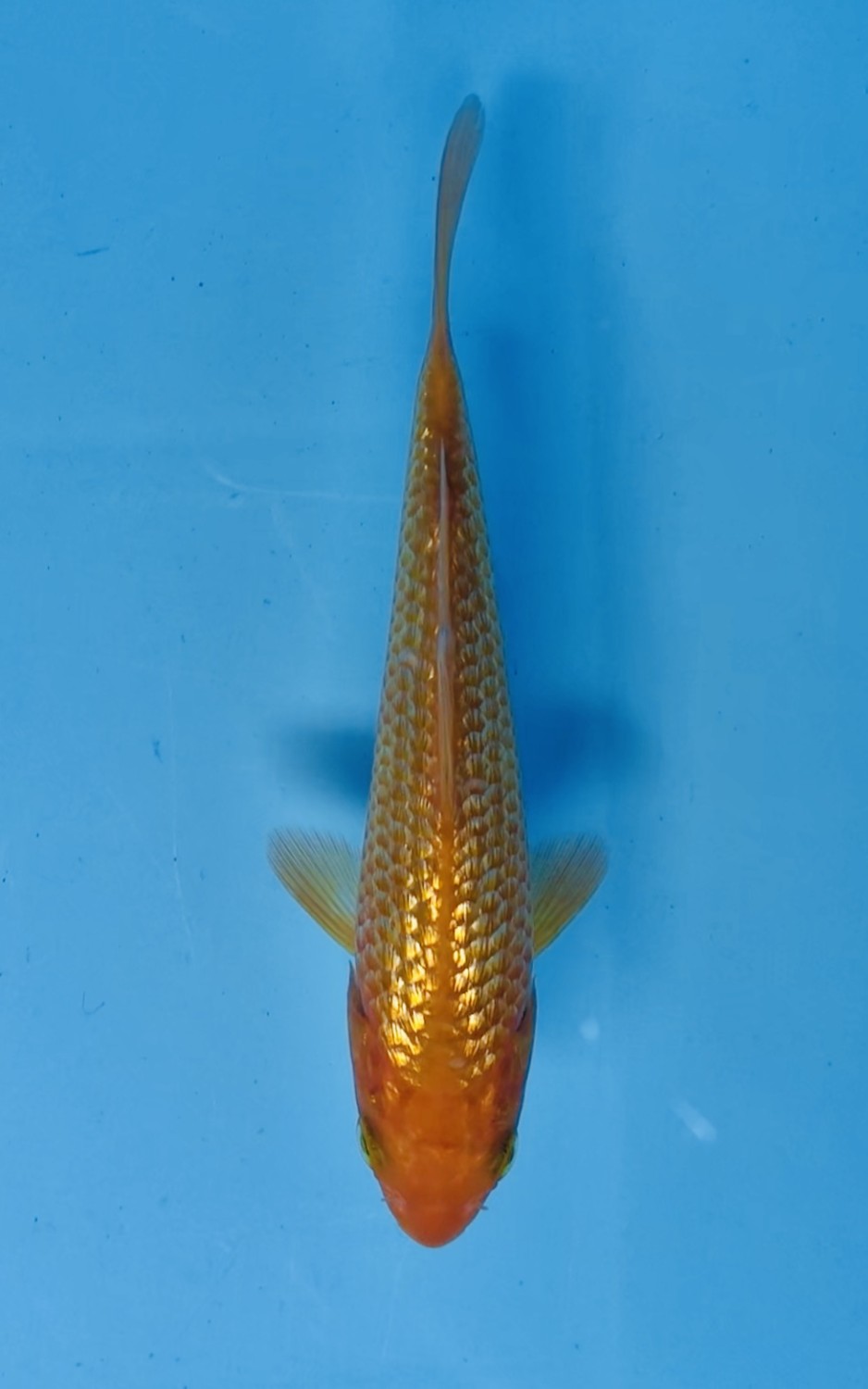 Juara 4