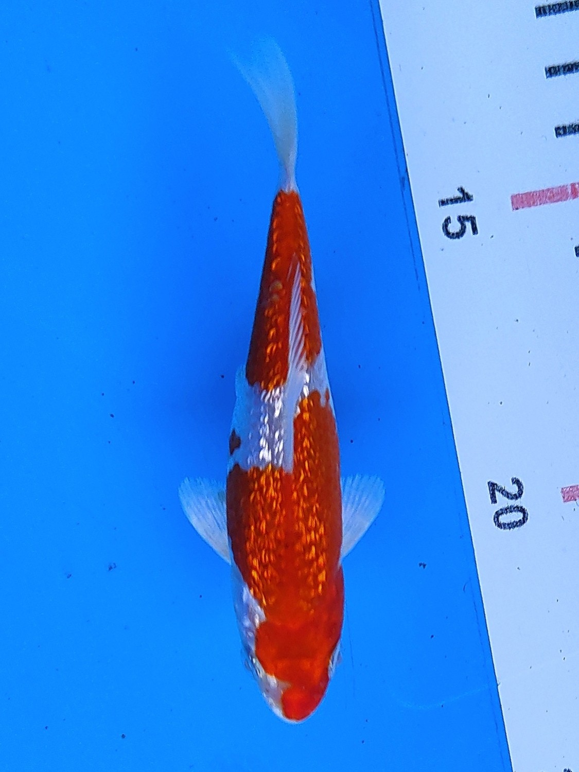 Juara 2