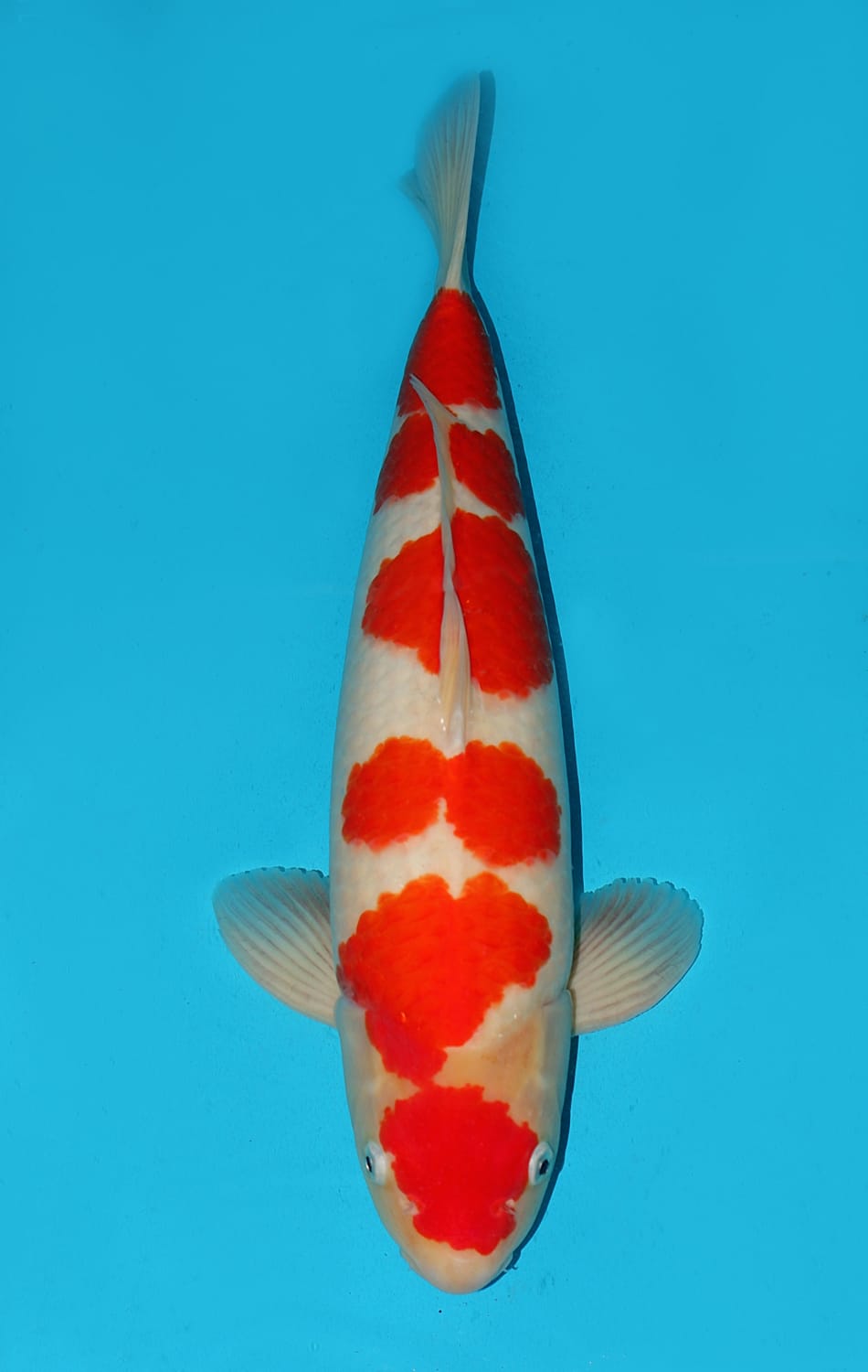 Juara 2
