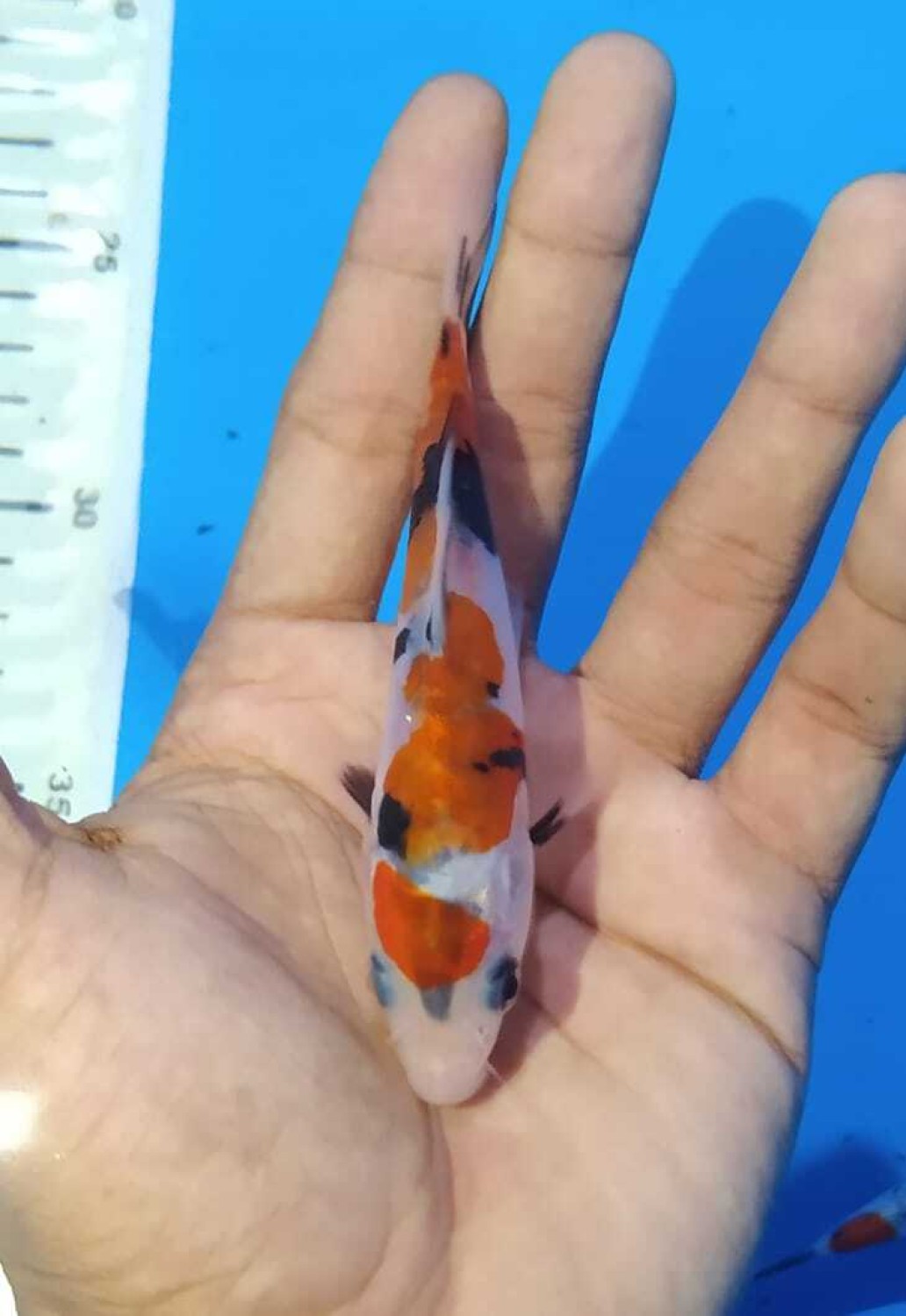 Juara 4
