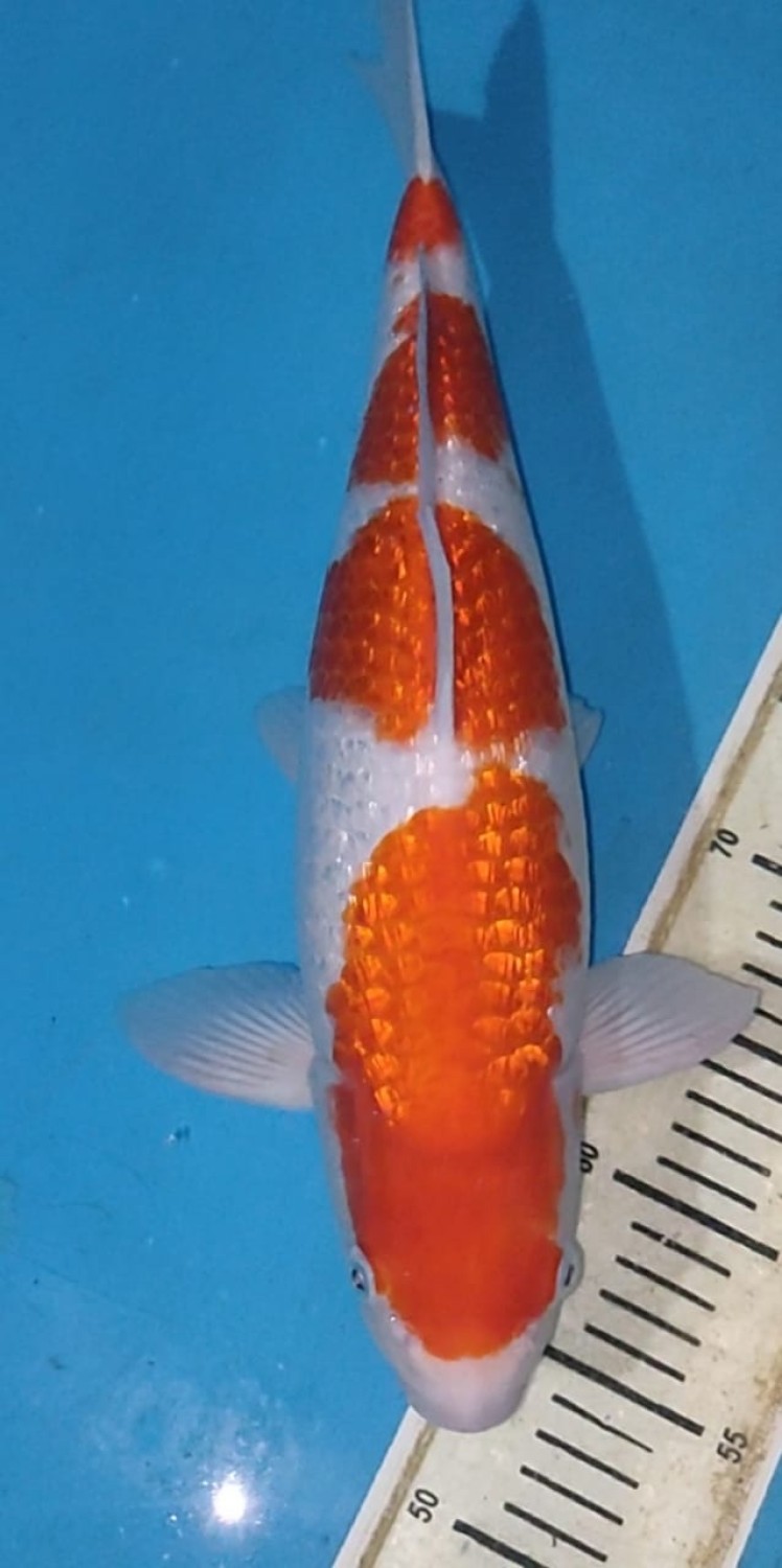 Juara 4
