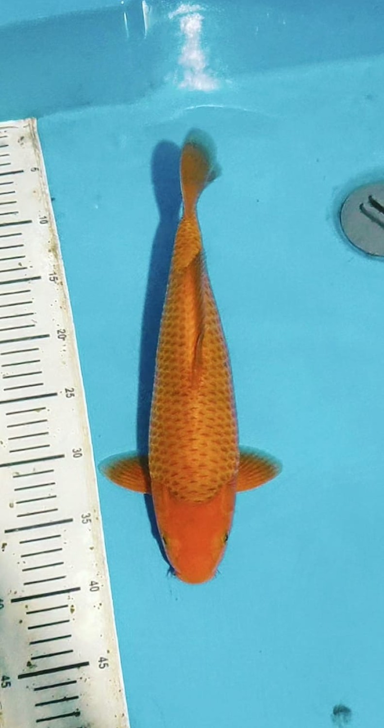 Juara 1