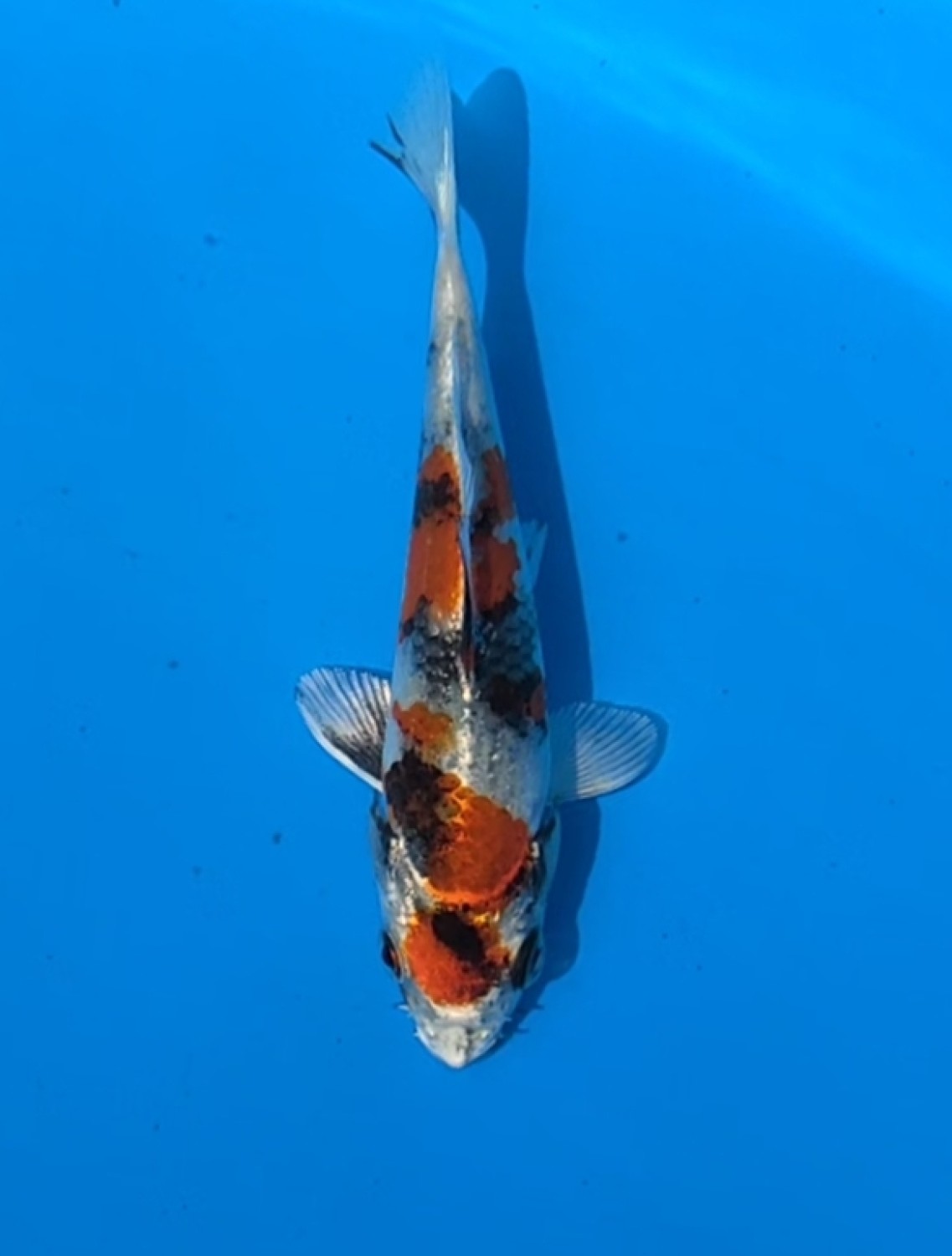 Juara 1