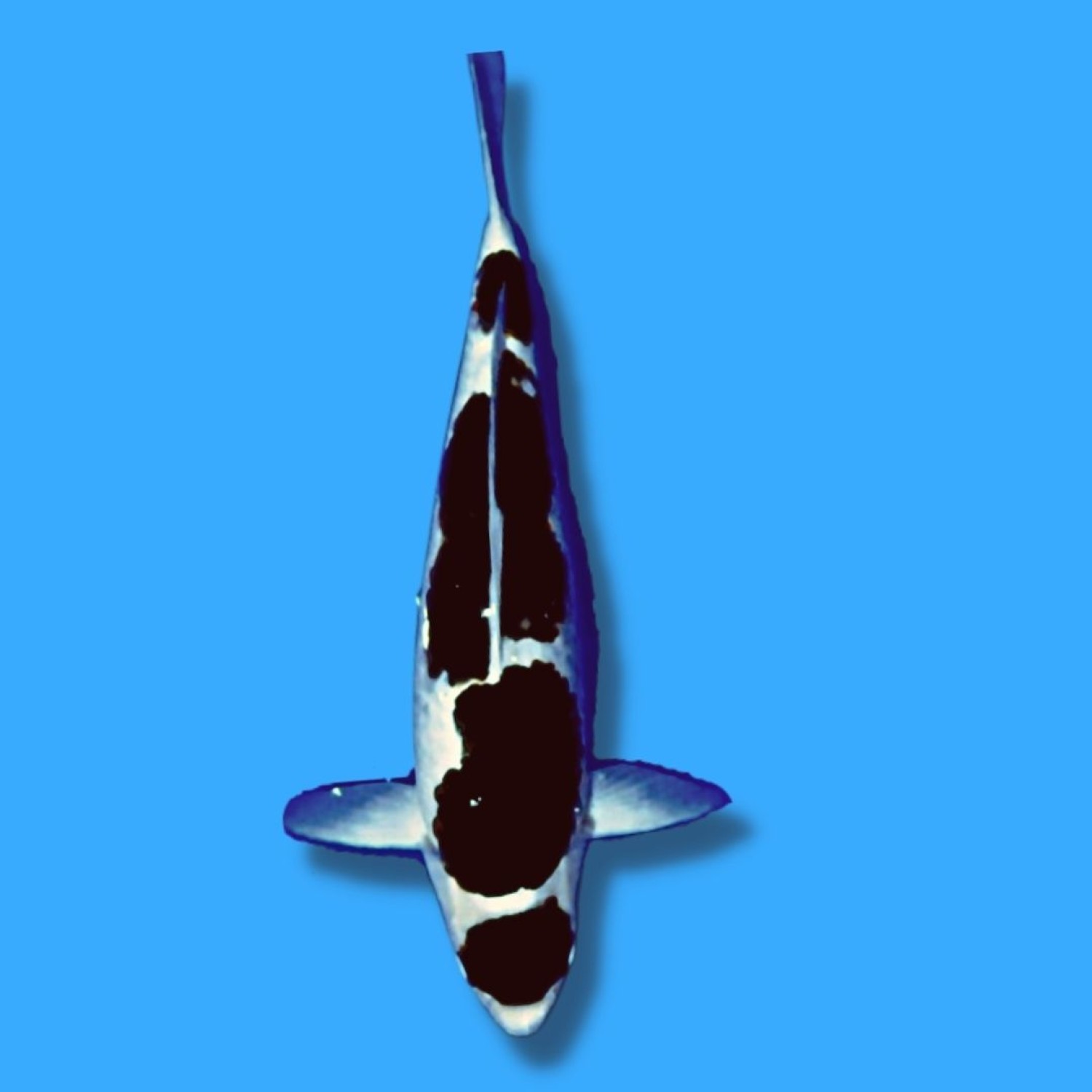 Juara 1