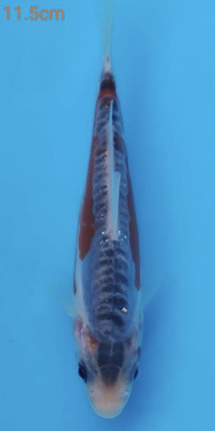 Juara 1