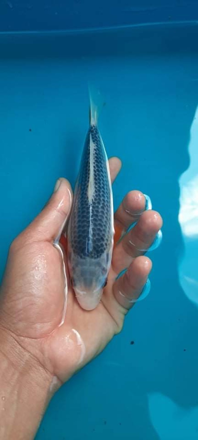 Juara 1