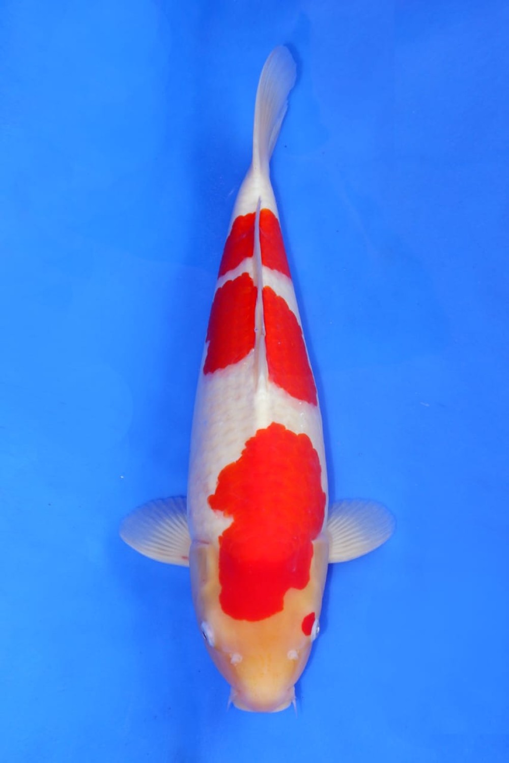 Best In Size A 46 - 50 cm