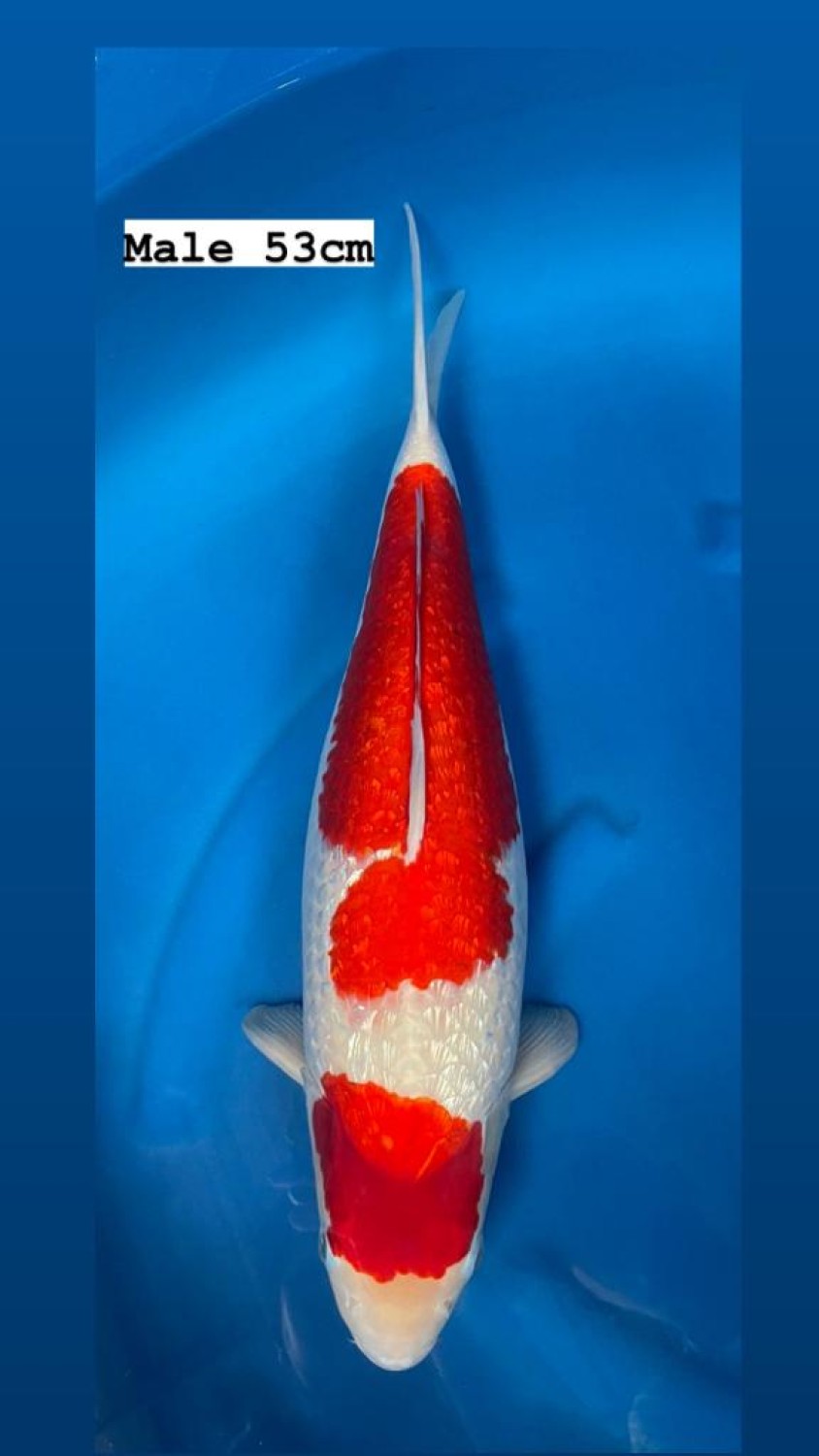 Best In Size B 51 - 55 cm