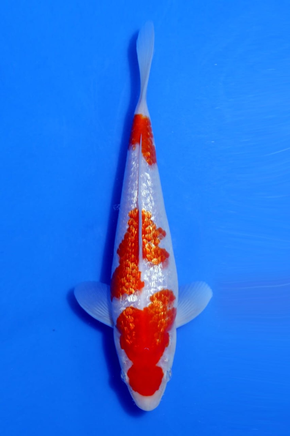 Juara 4
