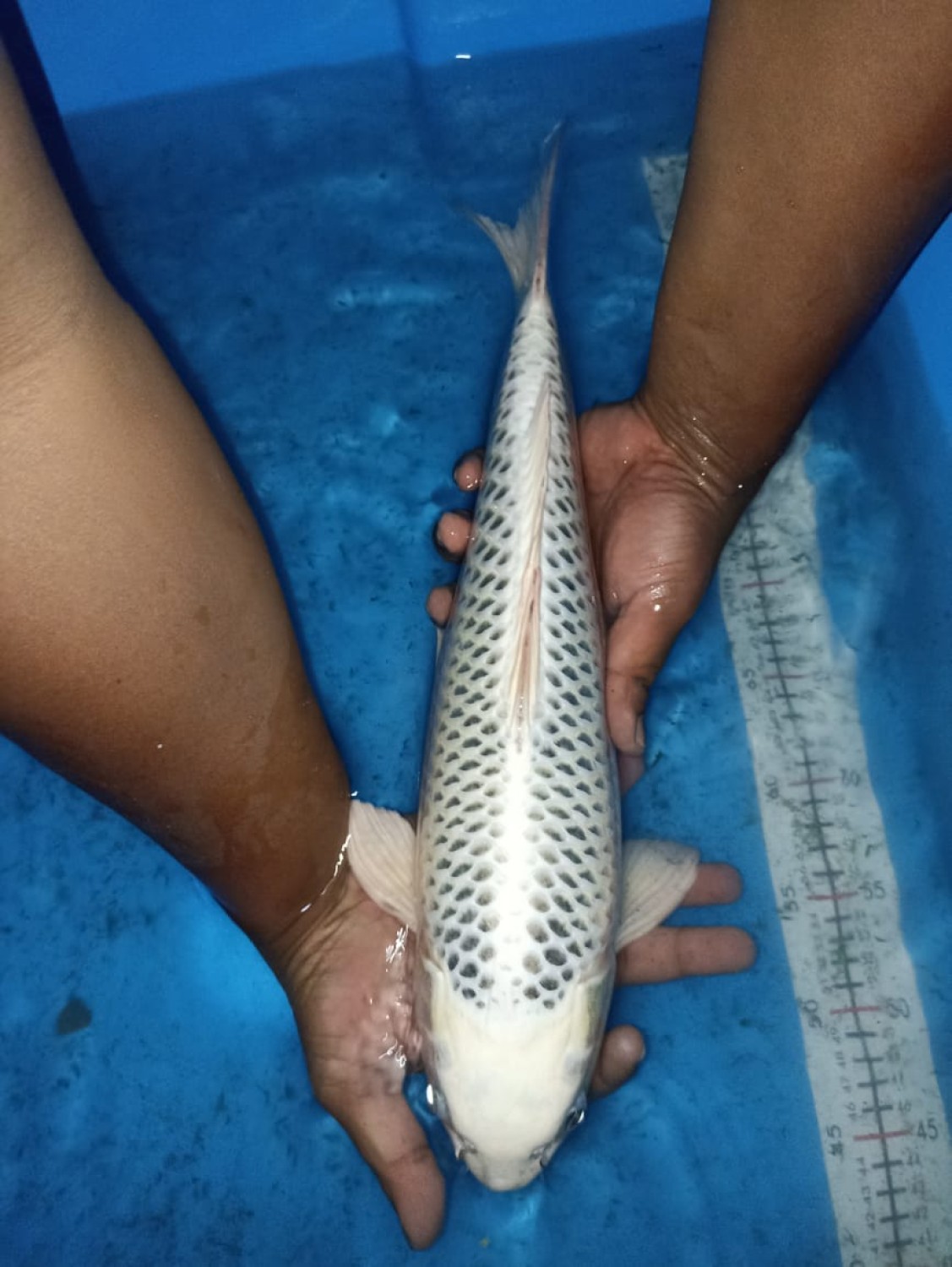 Juara 3
