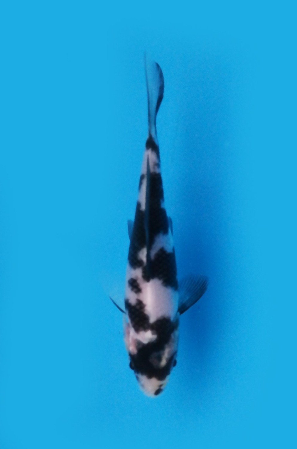 Juara 3