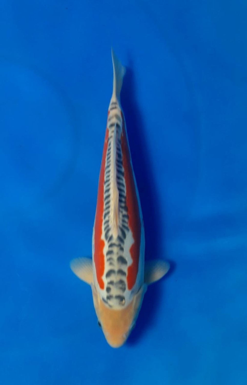 Juara 1