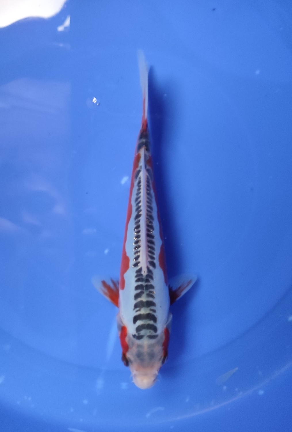 Juara 1