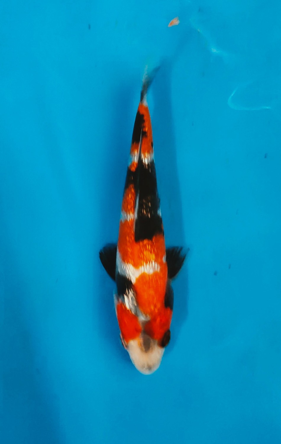 Juara 4