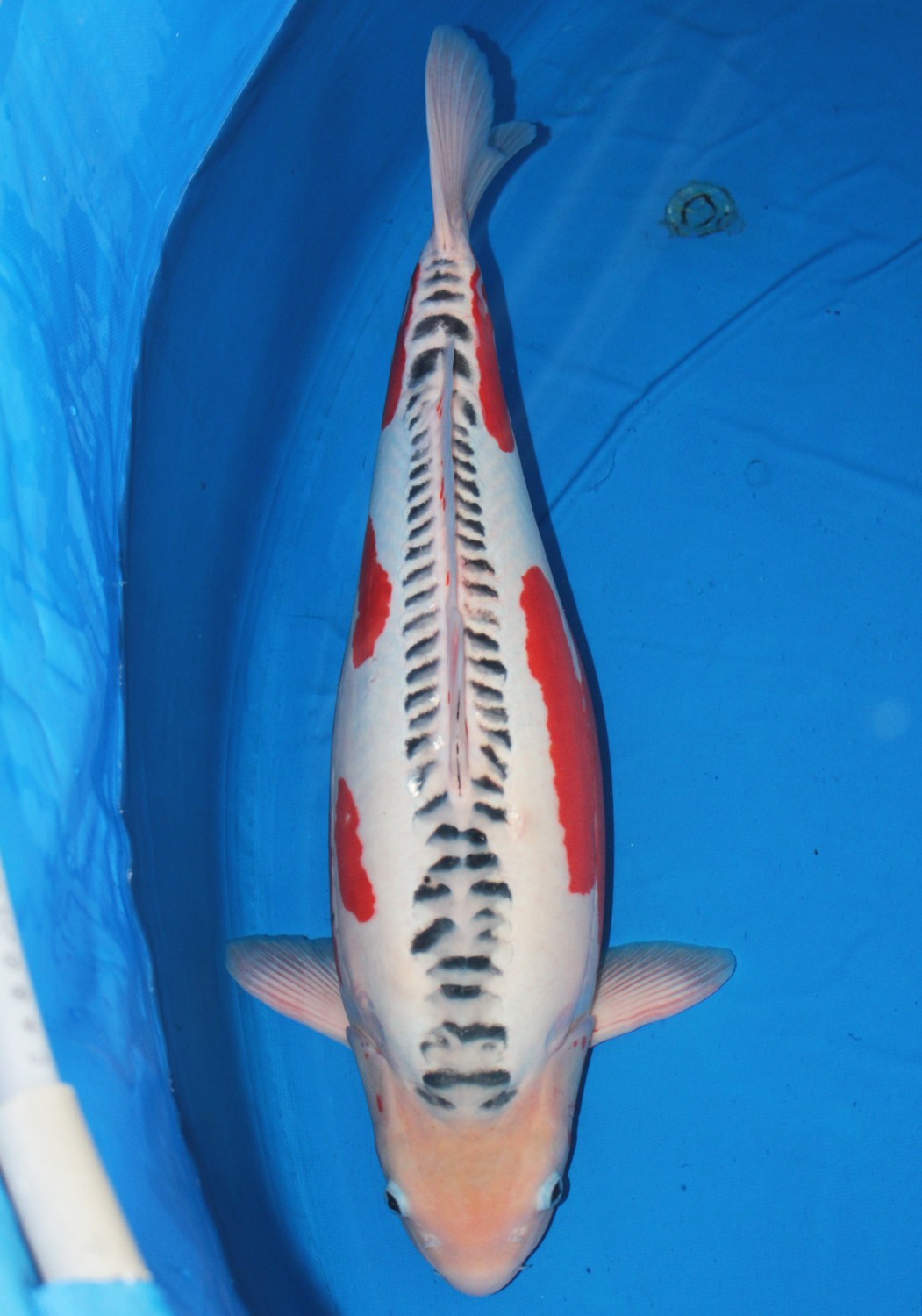 Best In Size D 61 - 65 cm