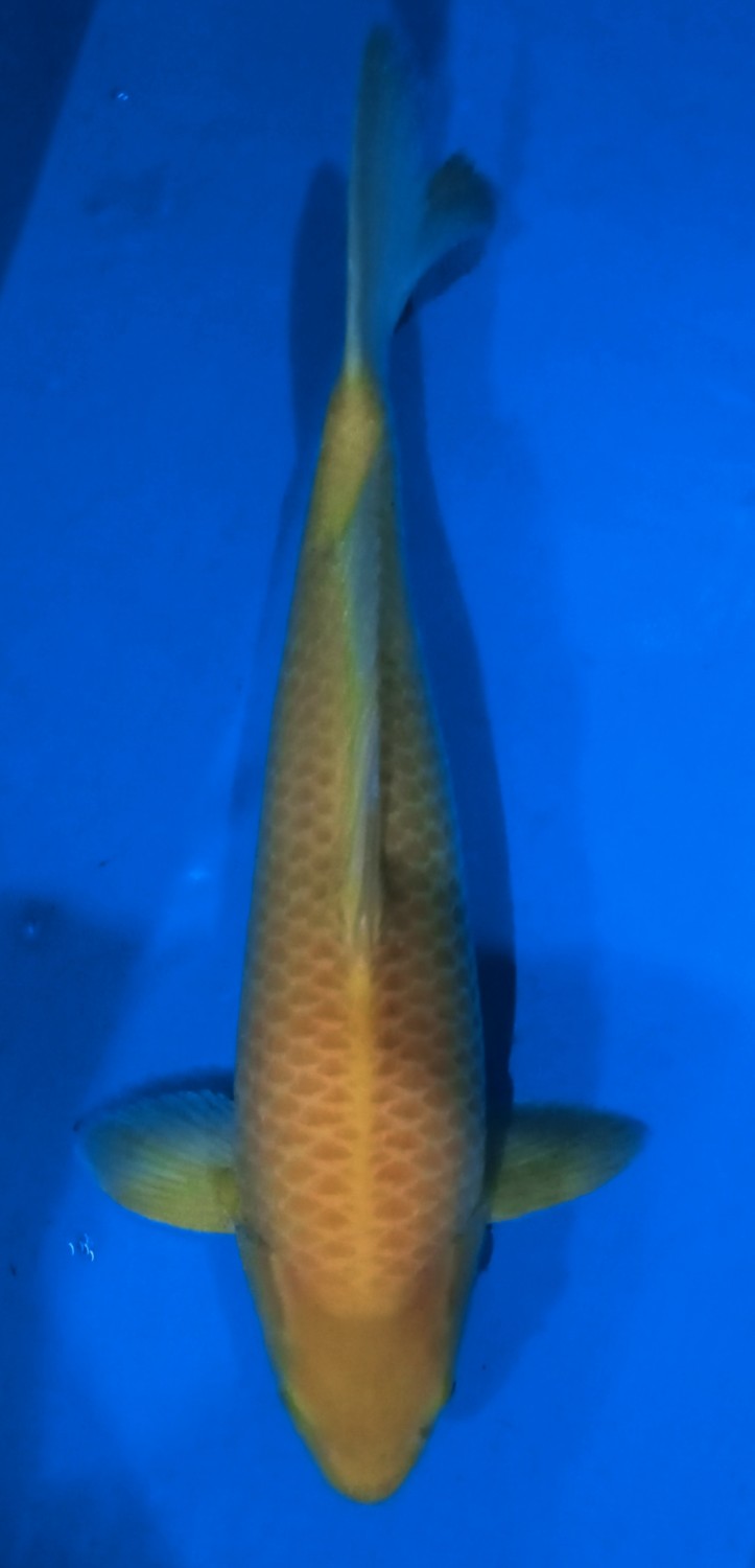 Juara 5