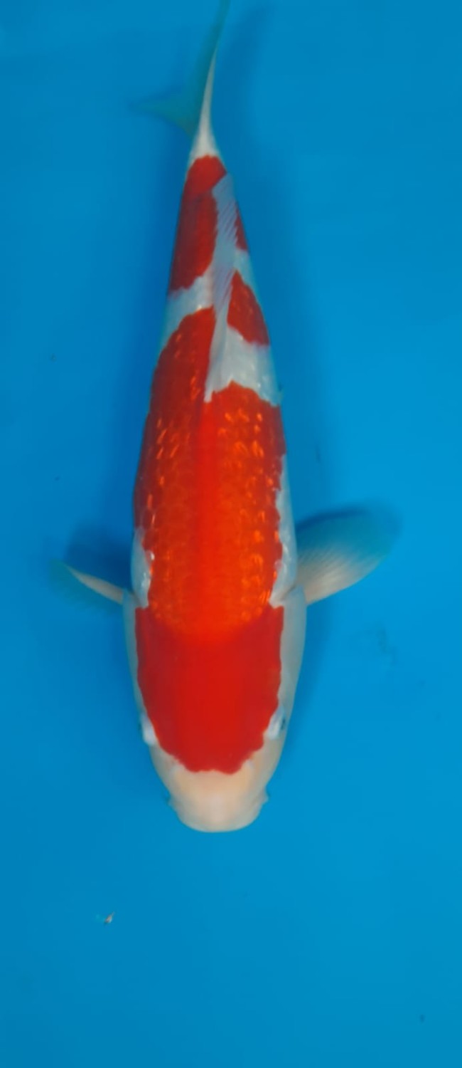 Juara 2