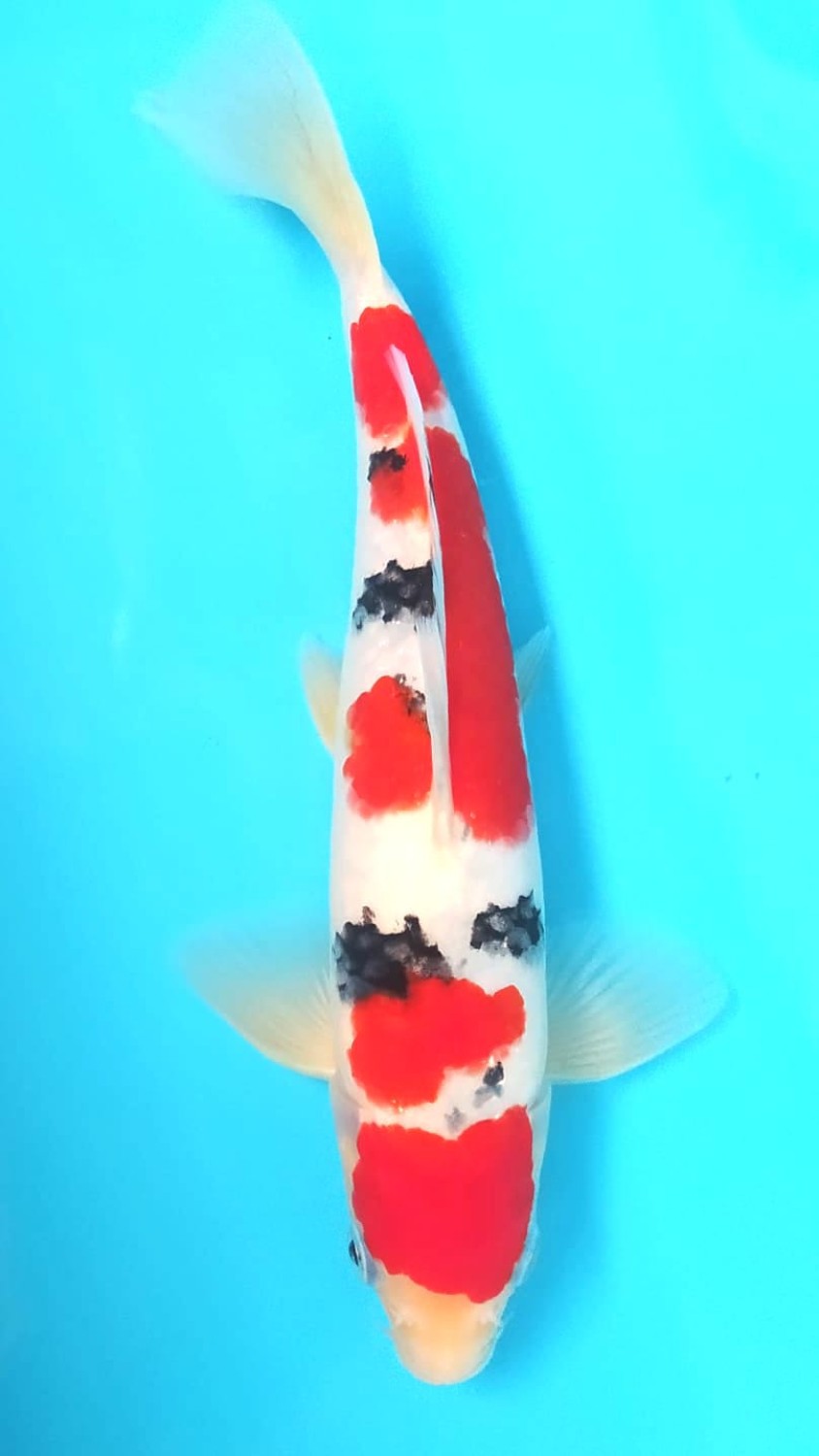 Juara 1