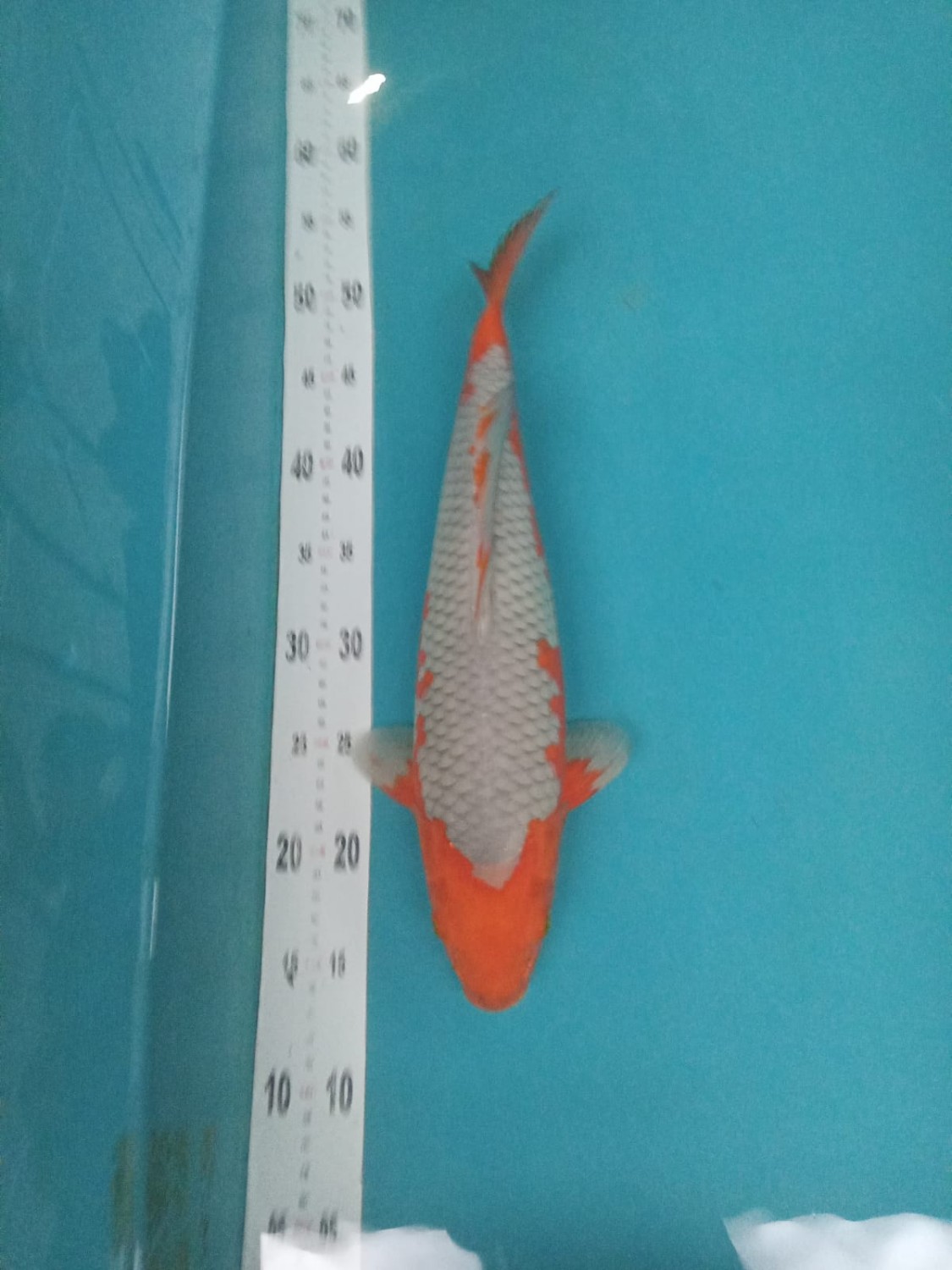Best In Size C 36 - 40 cm