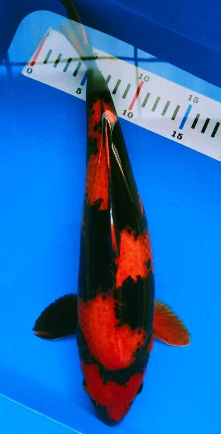 Juara 1