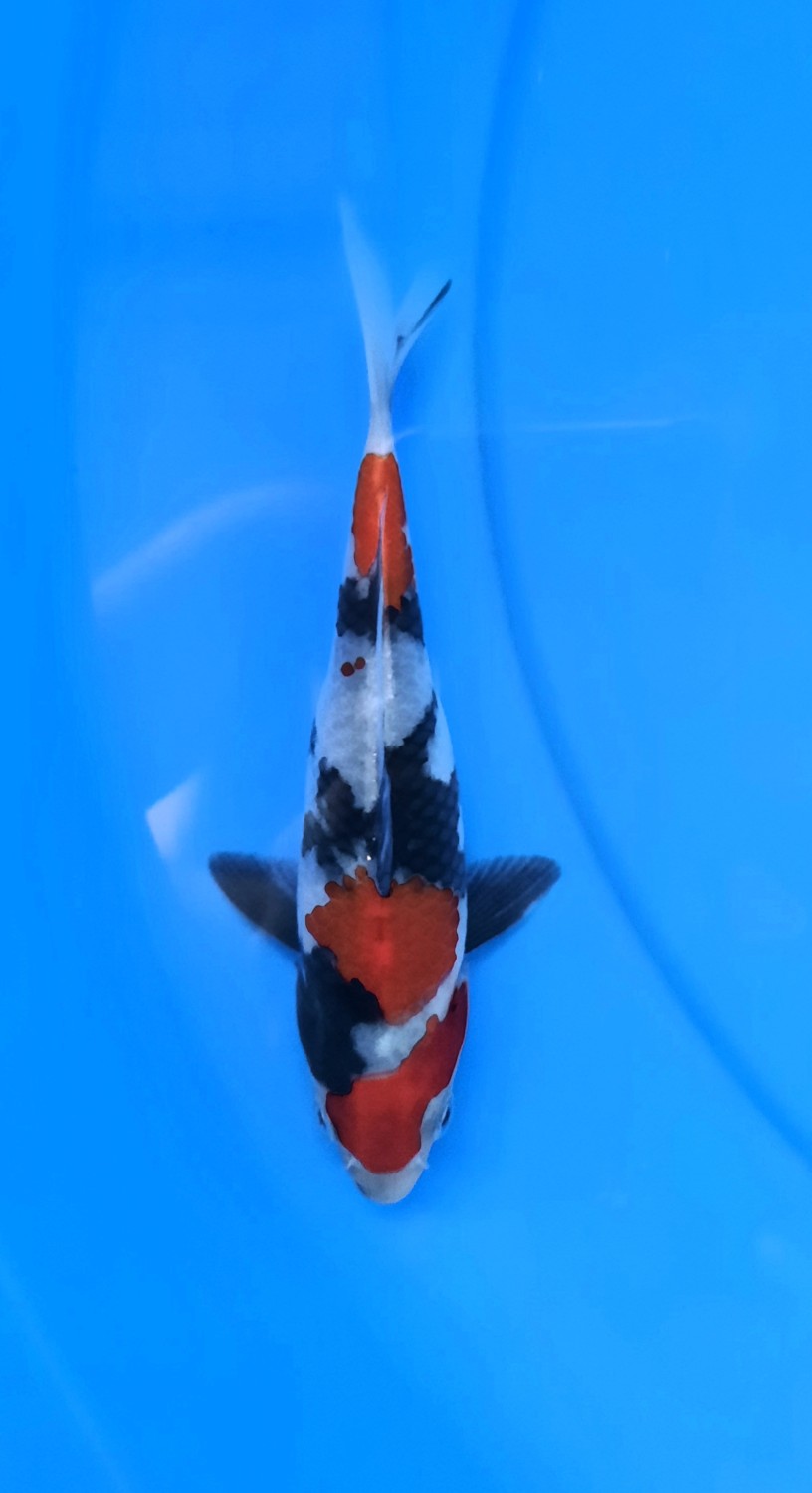 Juara 2