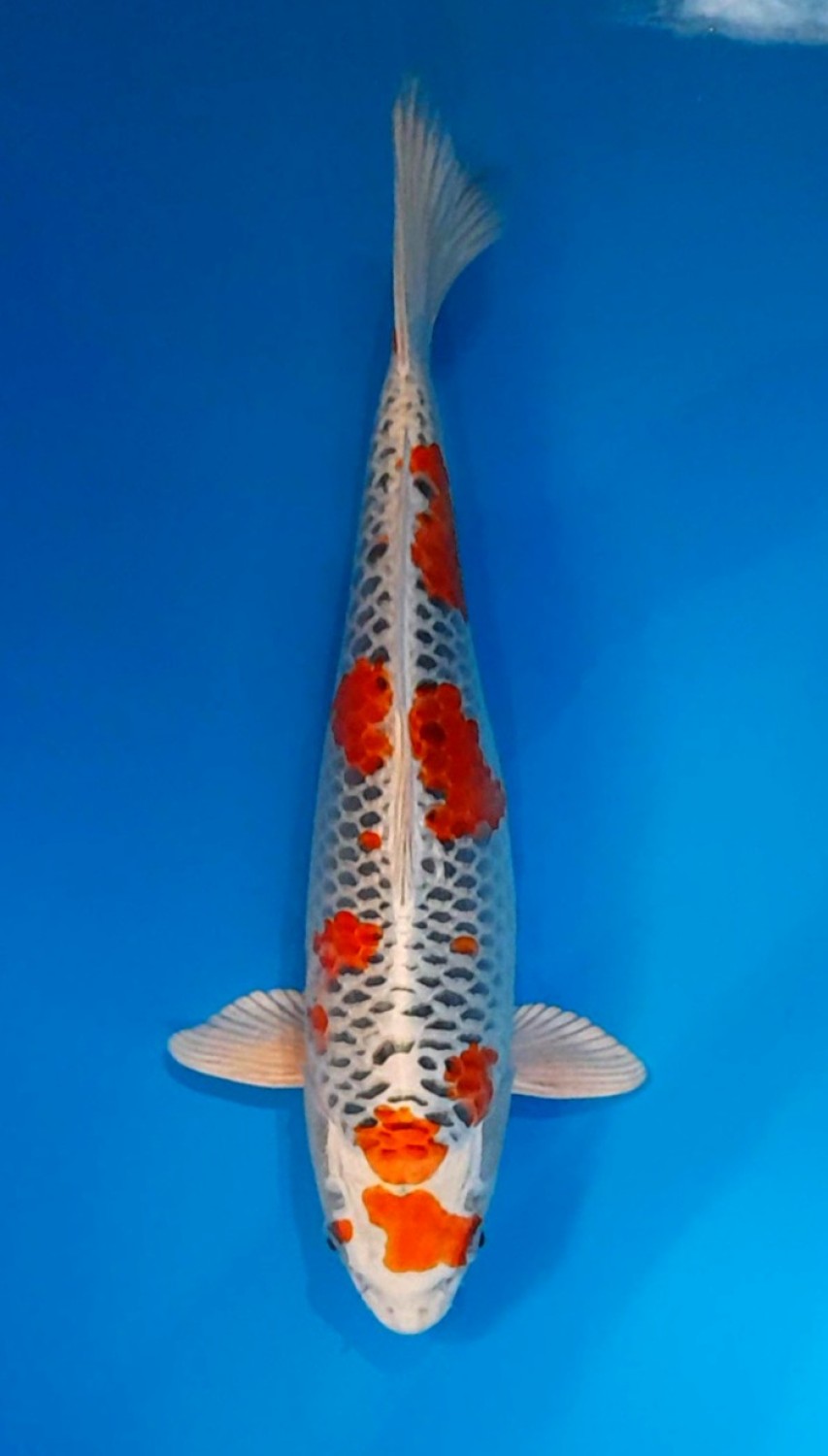 Juara 2