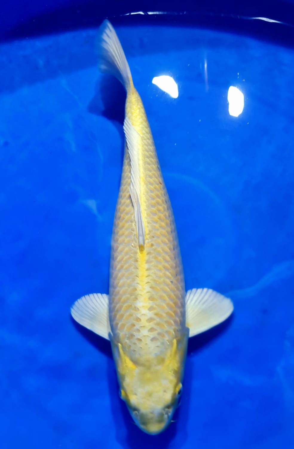 Juara 2