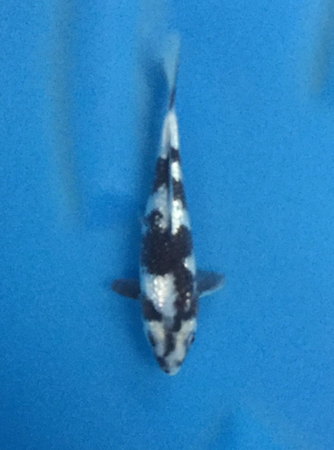 Juara 5