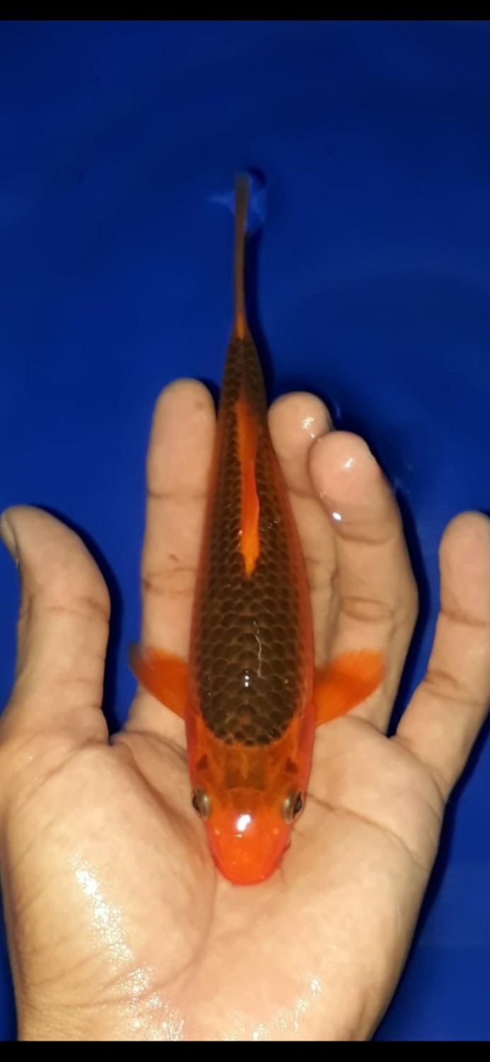 Juara 3