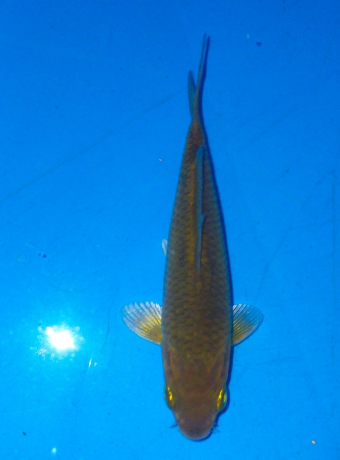 Juara 3