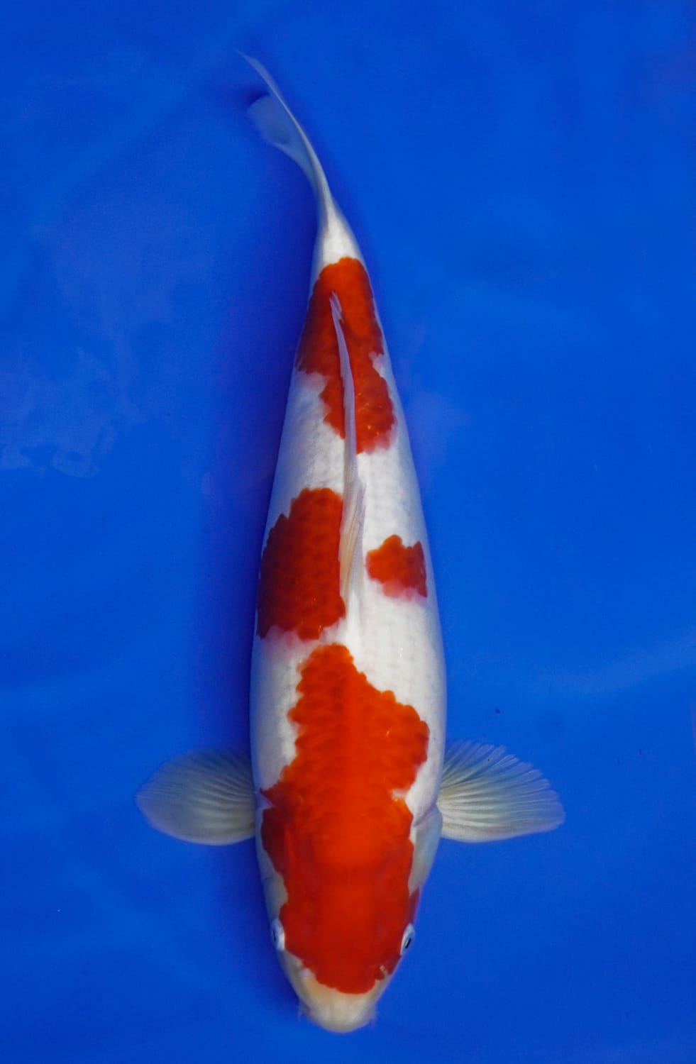 Juara 1