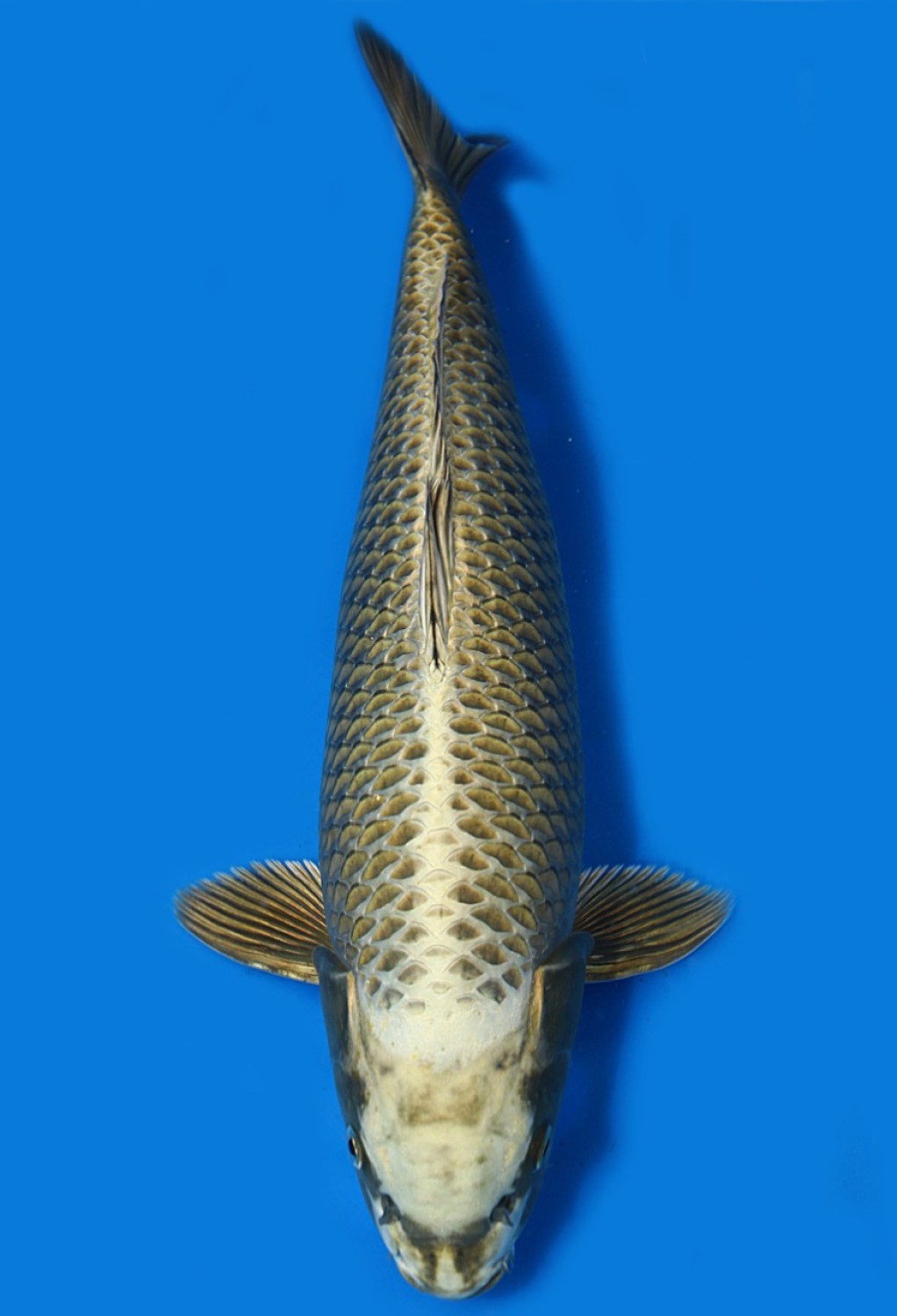 Juara 1