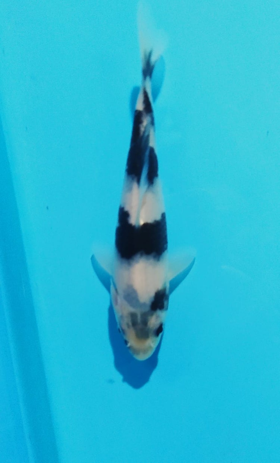 Juara 1