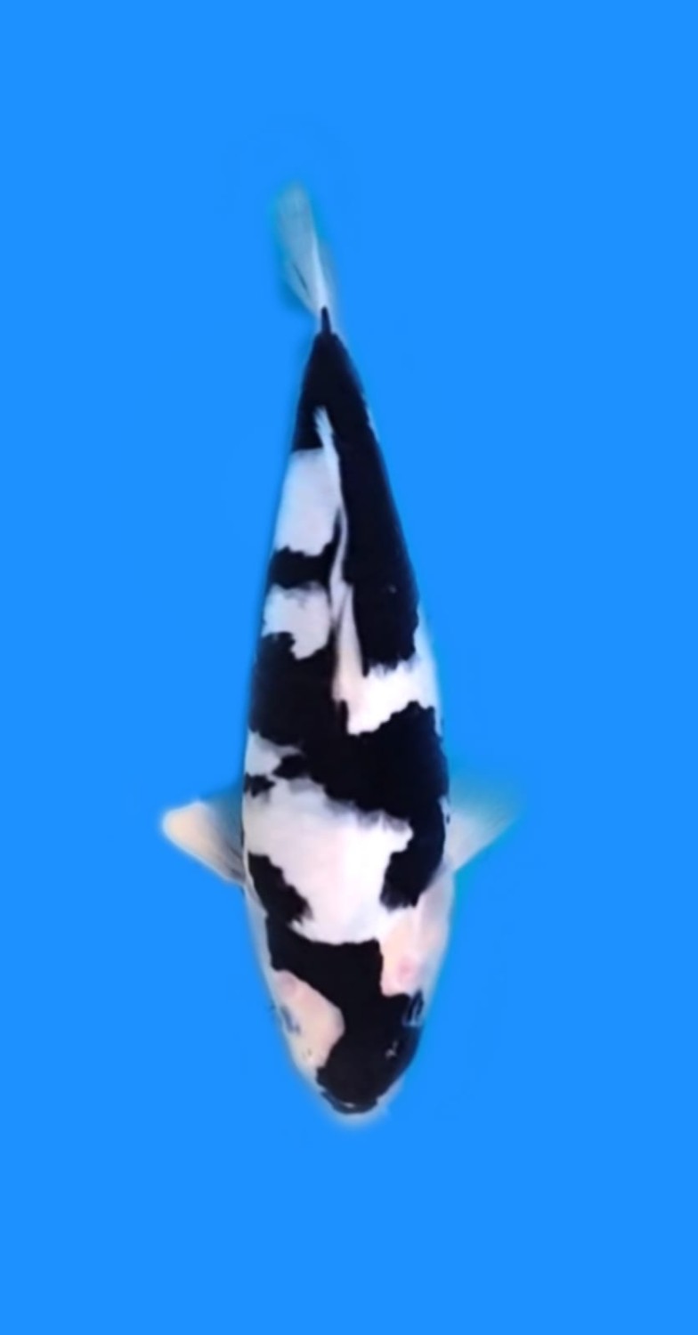Juara 2