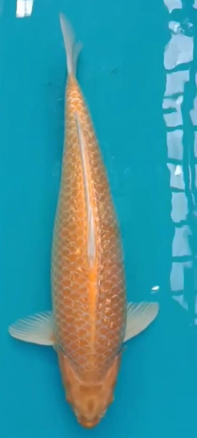 Juara 1