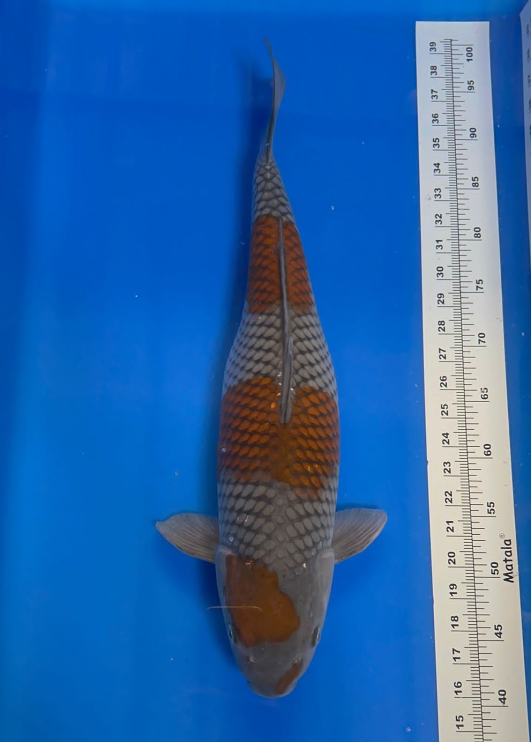 Juara 1