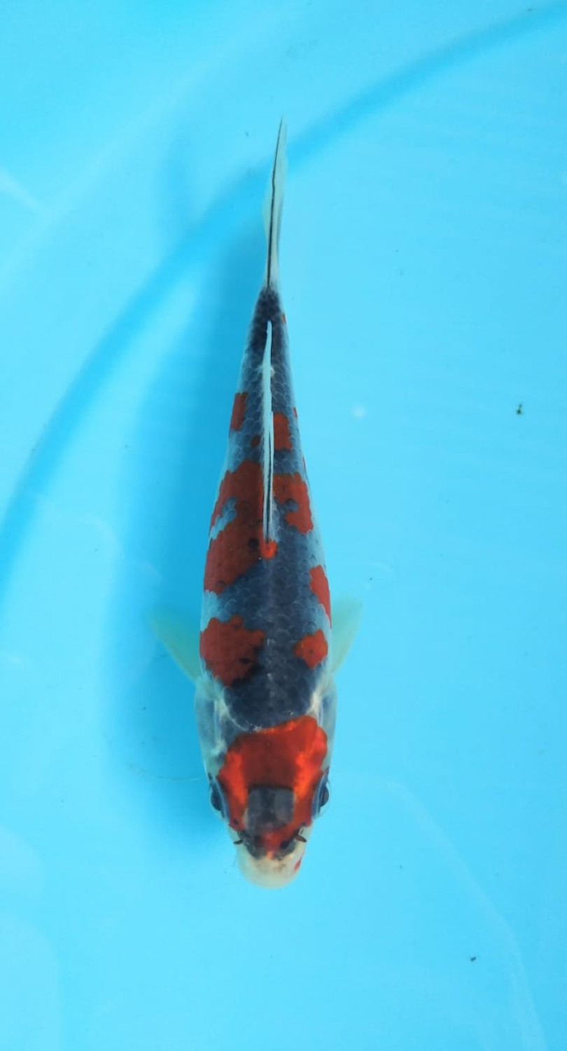 Juara 1