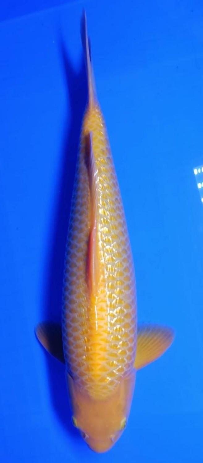 Juara 4