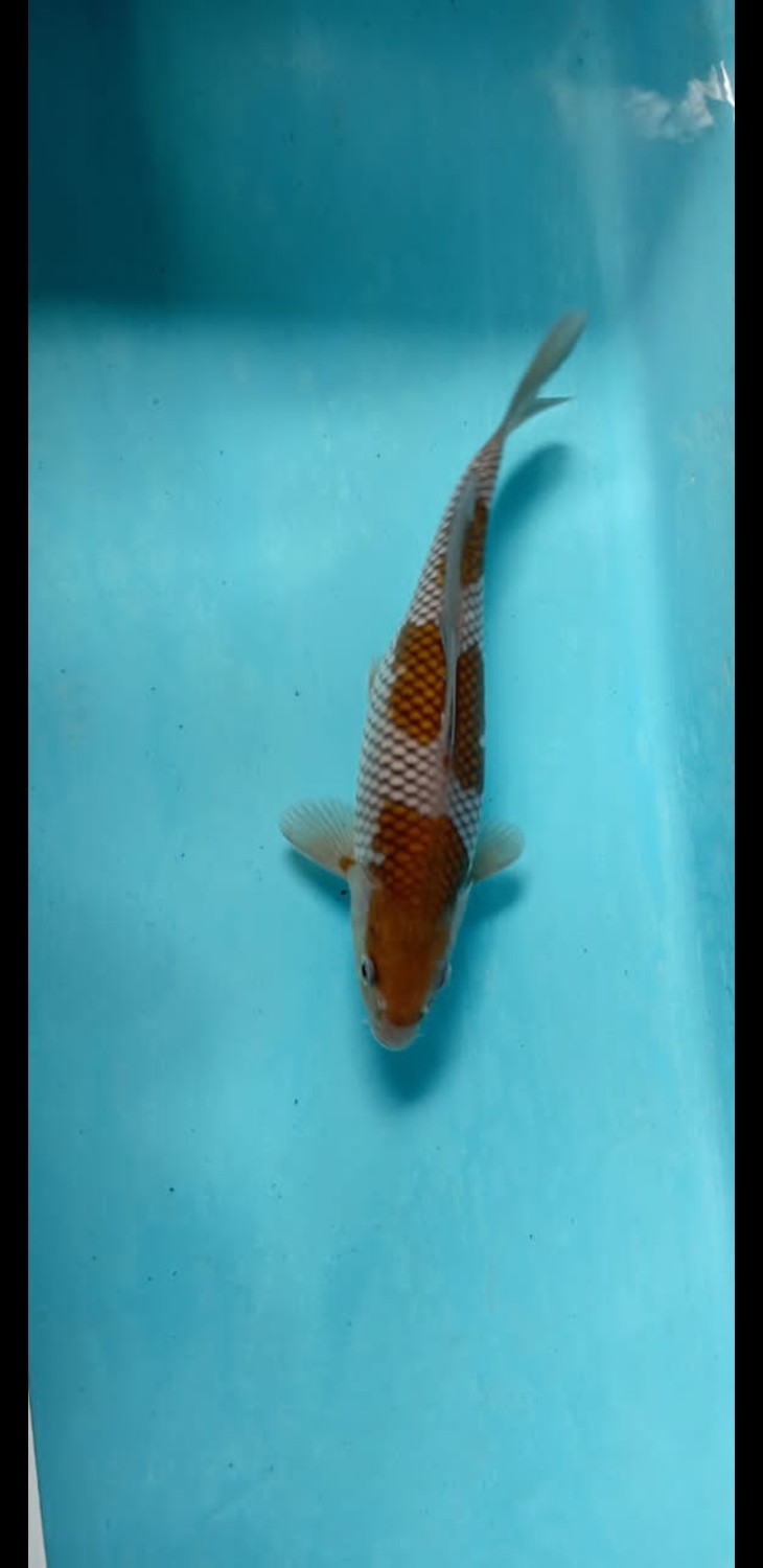 Juara 1