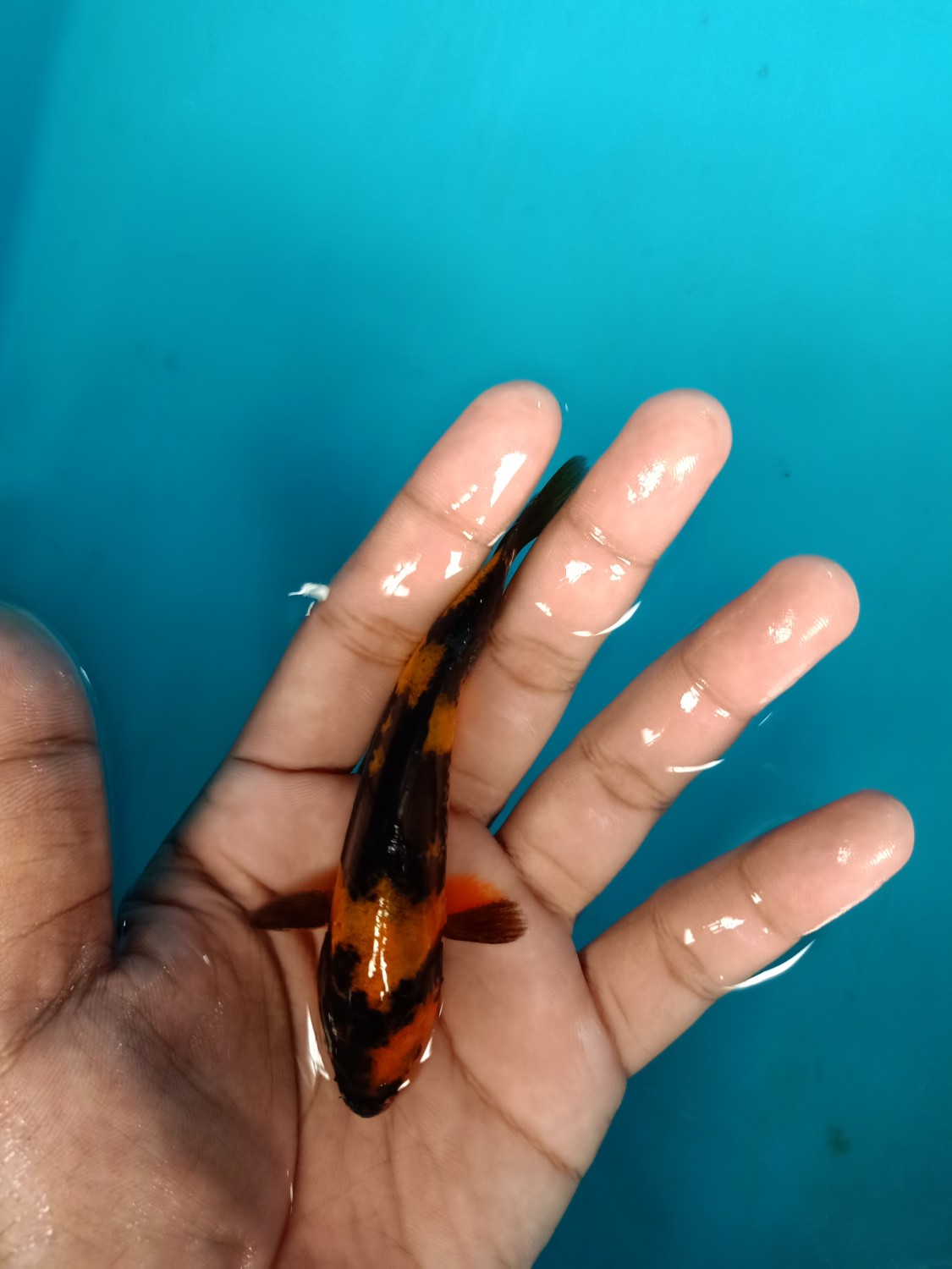 Juara 1